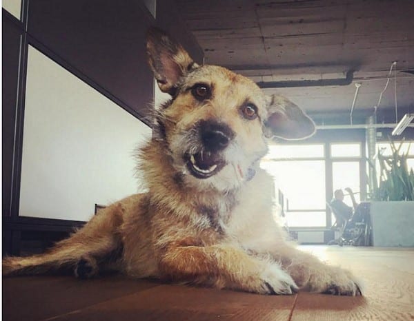 Gelebte Work Love Balance - Auch Hunde am Arbeitsplatz sind bei Comspace gern gesehen